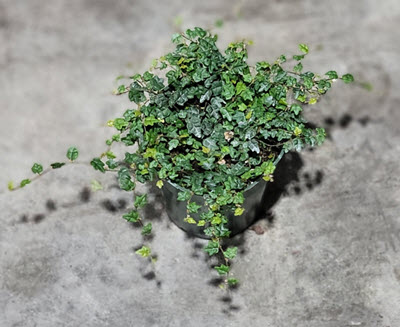 4" Ficus Quercifolia String of Frogs Oakleaf